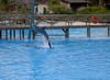 delfin